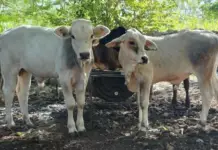 Yucatán reports 104 new cases of screwworm; the total now stands at 1,307 cases