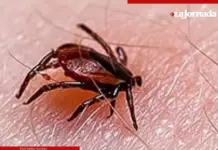 Campaigns to prevent rickettsiosis are being promoted in Nuevo Laredo, Tamaulipas