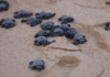 In 2025, 715 sea turtle nests were rescued in Mazatlán.