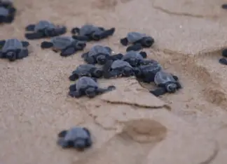 In 2025, 715 sea turtle nests were rescued in Mazatlán.