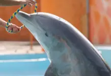 Dolphins abandoned at Ventura Park in Cancun