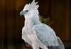 The Harpy Eagle of Chiapas: Thirty years of absence, a second chance