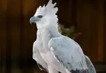 The Harpy Eagle of Chiapas: Thirty years of absence, a second chance