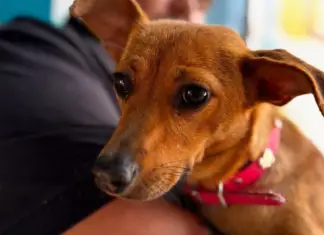 Hermosillo is the second city in Mexico with the most pet sterilizations