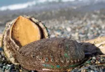Abalone fishing season begins in Baja California