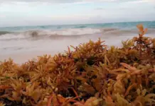 Has the sargassum season already begun in Quintana Roo? This is what the Navy reports.