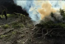 Once again in Tequila, authorities burn marijuana plantations