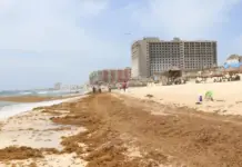 Sargassum increases on Cancun beaches due to cold fronts