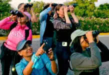Women Among Birds: the collective that observes, records and protects biodiversity in Hermosillo