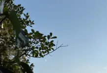 Record heat in Veracruz: Xalapa reaches almost 30 degrees and Orizaba breaks the 1961 record