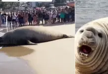 Giant elephant seal surprises on Nayarit beaches