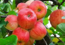 The state of Chihuahua produces 85% of the country’s apples