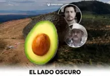 THE DARK SIDE OF YOUR GUACAMOLE: WHAT NO ONE TELLS YOU ABOUT MEXICAN AVOCADO
