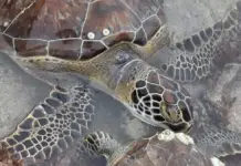 Turtles stranded by the cold in Tamaulipas: what to do if you find them?