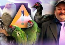 Nearly 20 bird species in Sonora are at risk due to habitat loss, invasive species, and human pressure: Specialist