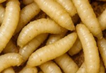 Oaxaca leads in active cases of cattle screwworm