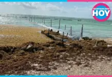 Climate change causes massive arrival of sargassum to Quintana Roo