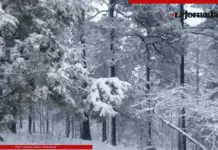 Snowfall reported in five communities in Durango and in the Sierra Tarahumara