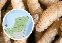 There are now 11 municipalities in Yucatán with people infected with screwworms
