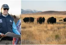 Reintroduction: 25 bison will be brought from Chihuahua to Sonora