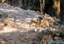 They are looking to reintroduce the Mexican wolf to its habitat in Durango… without it posing a risk