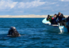 Profepa promotes safe whale watching in Baja California Sur