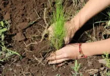 They will take advantage of the rainy season to reforest the urban area of Morelia