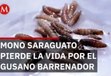 Howler monkey dies from screwworm in Chiapas