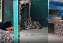 Weapons, tigers and jaguars seized during search in Querétaro