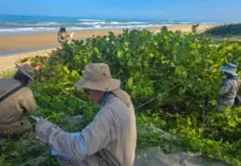 UNESCO presents coastal dune restoration plan based on scientific diagnosis to protect area of Tabasco