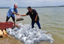 Sinaloa ranks first nationally in tilapia production in reservoirs: Fishing and Aquaculture