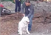 Historic ruling in animal abuse case involving a husky killed in San Miguel de Allende