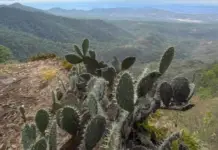 The Conanp certifies the Sierra Mazati Natural Park, in Jalisco, as an Area Voluntarily Designated for Conservation