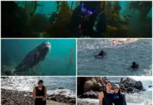 Warning issued about the loss of kelp forests in BC