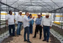 Cultivating dreams: the story of the habanero chili producer in Chiapas