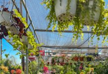 With more than one hundred producers, the LXX Feria de la Candelaria 2026 is getting ready in San Miguel de Allende