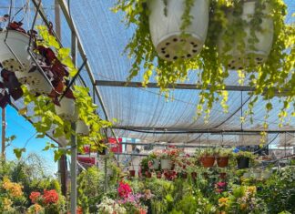 With more than one hundred producers, the LXX Feria de la Candelaria 2026 is getting ready in San Miguel de Allende