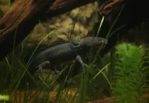 Discovery in Querétaro: UNAM finds 50 axolotls from the Altiplano after 15 years without sightings