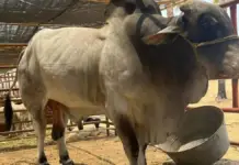 Guerrero has 105 cases of screwworm and remains among the most affected states