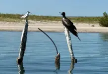 The La Paz cove, a natural refuge for seabirds and coastal birds