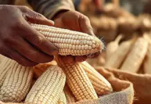 Grain imports in Mexico reach record high; food dependency increases