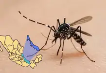 Dengue in Veracruz: This is the number of infections and deaths during 2025