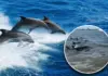 Dolphins stranded on the shores of La Paz, BCS: tourists offer support to save them