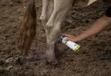 32 new cases of screwworm reported in Yucatán; which areas are affected?