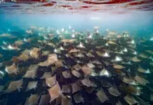 The beach in Baja California Sur where one of the most impressive natural spectacles in the world takes place