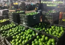 The price of Persian limes is rising in the Oxkutzcab market.