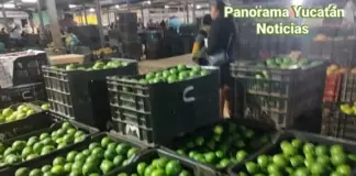 The price of Persian limes is rising in the Oxkutzcab market.