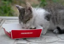 Petco accelerates its expansion in Mexico with new stores in Monterrey