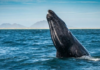 Puerto Chale opens whale watching season with more than 100 gray whales recorded