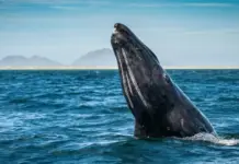 Puerto Chale opens whale watching season with more than 100 gray whales recorded